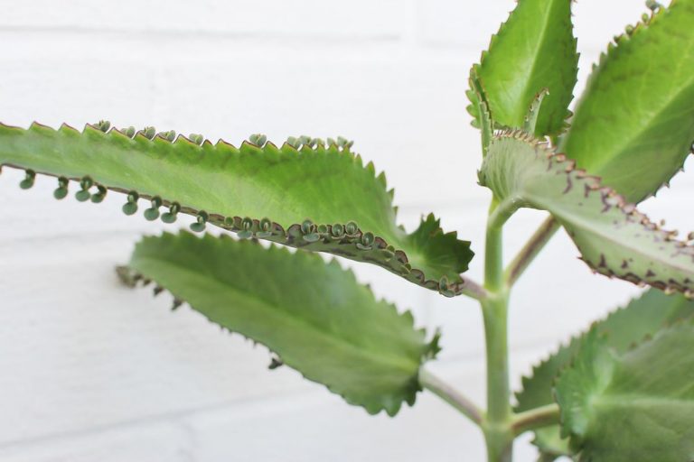 5 hermosas plantas que agregan humedad al ambiente 9 5 hermosas plantas que agregan humedad al ambiente