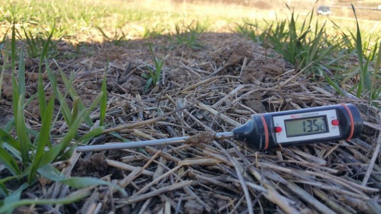 La vegetación como reguladora de la temperatura