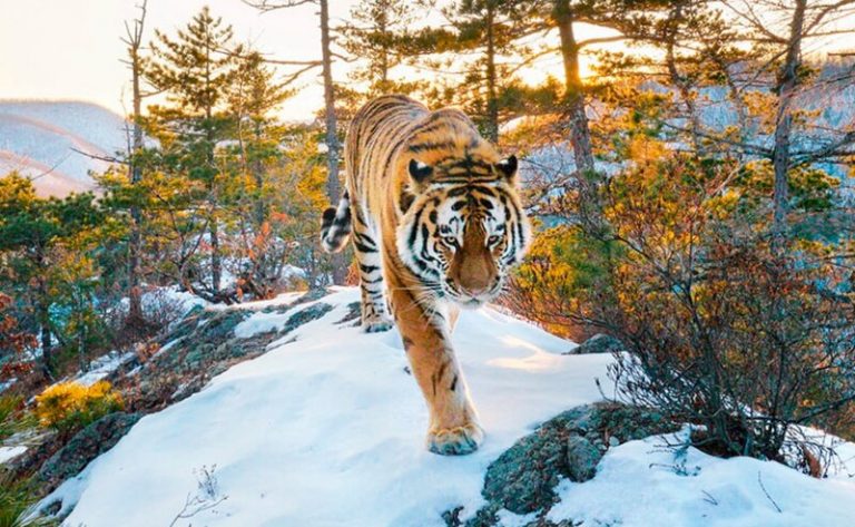Documentales de naturaleza imprescindibles para disfrutar de nuestro planeta 9 Documentales de naturaleza imprescindibles para disfrutar de nuestro planeta