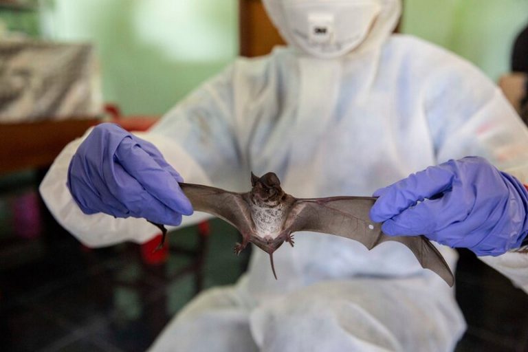 Cómo identificar al próximo virus que saltará de animales a humanos 10 Cómo identificar al próximo virus que saltará de animales a humanos