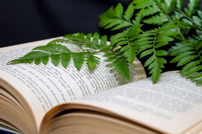 Gobierno impulsó el programa Regreso a la Escuela con un Árbol en Chihuahua 9 Gobierno impulsó el programa Regreso a la Escuela con un Árbol en Chihuahua