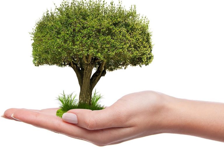 Piden plantar 8 mil millones de árboles para frenar el cambio climático 10 Piden plantar 8 mil millones de árboles para frenar el cambio climático