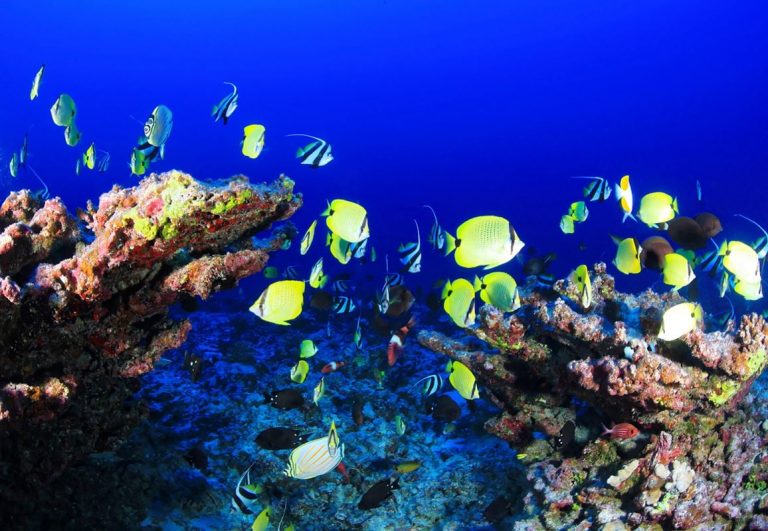 Ecosistemas de los arrecifes de coral, más delicados de lo que se pensaba 9 Ecosistemas de los arrecifes de coral, más delicados de lo que se pensaba