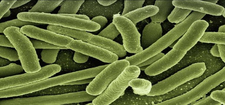 Diseñan bacterias que pueden crear biocombustibles 2 Diseñan bacterias que pueden crear biocombustibles
