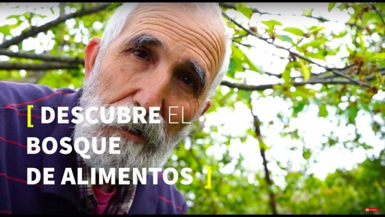 Evolución de un bosque comestible