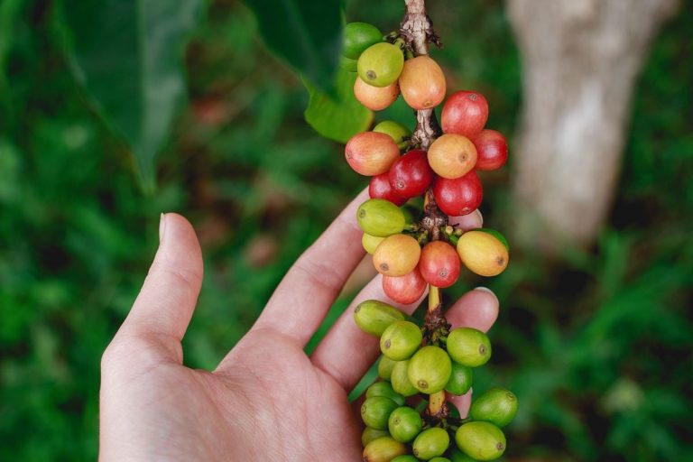 Café verde: descubre los beneficios de esta bebida diferente