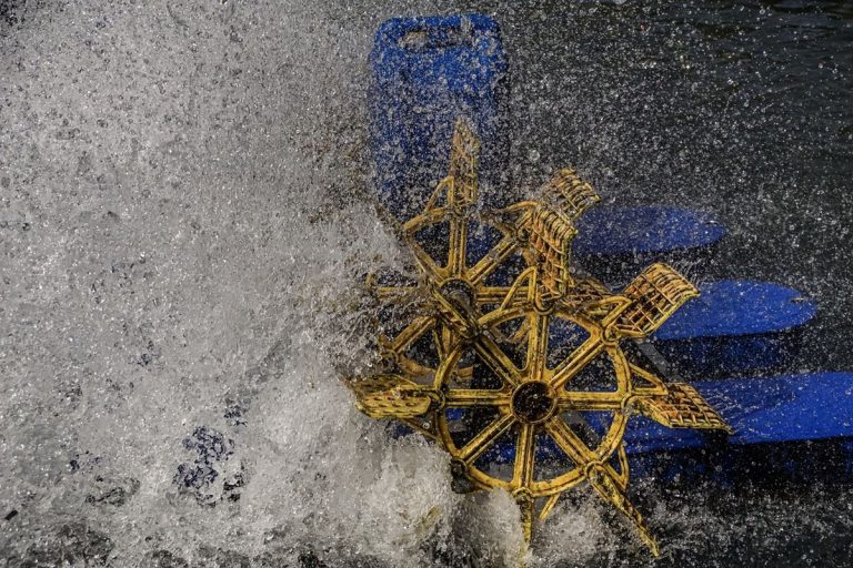 La 'comida azul' podría alimentar a miles de millones 4 La ‘comida azul’ podría alimentar a miles de millones