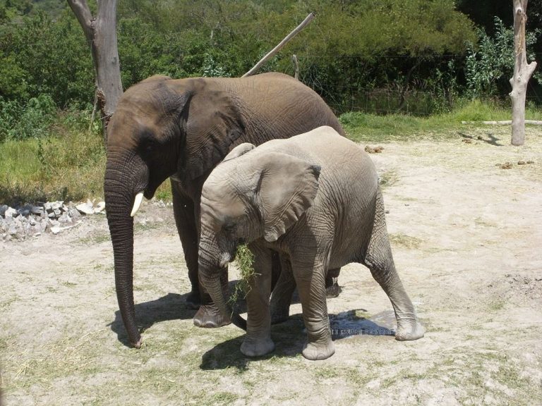 Animales están 'cambiando de forma' ante el cambio climático 3 Animales están ‘cambiando de forma’ ante el cambio climático