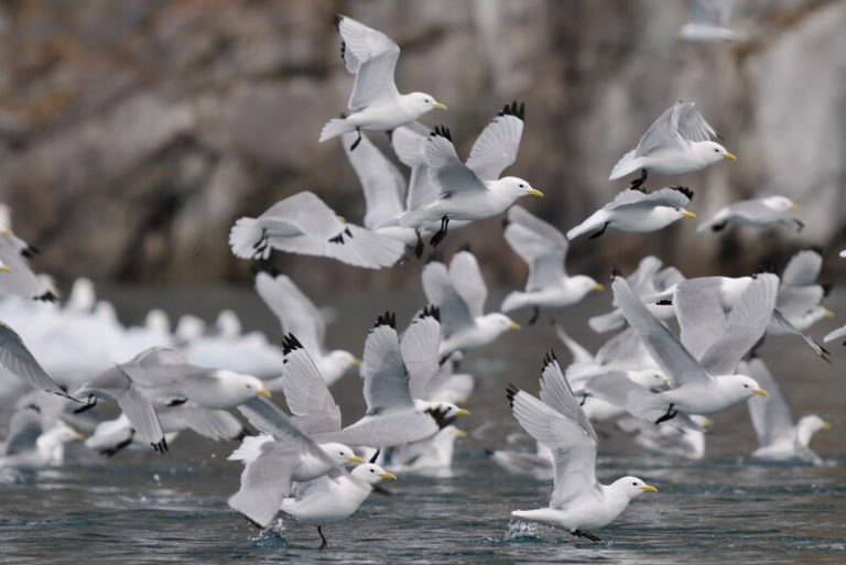 La desaparición del hielo en el Ártico amenaza las poblaciones de aves marinas 7 La desaparición del hielo en el Ártico amenaza las poblaciones de aves marinas