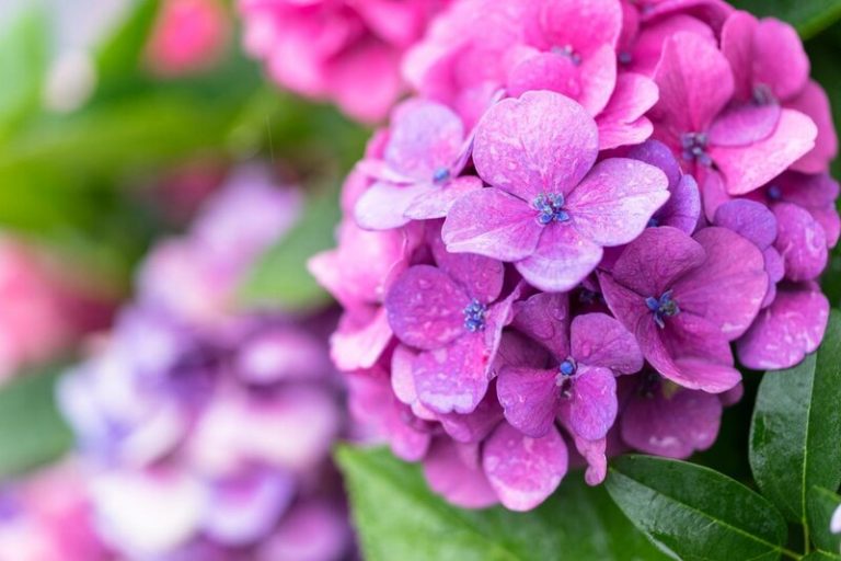 Como cambiar el color de las hortensias 6 Como cambiar el color de las hortensias