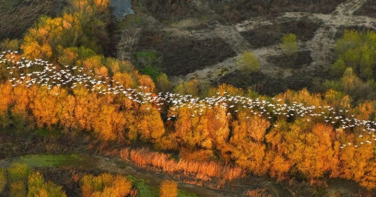 NO a las soluciones basadas en la Naturaleza