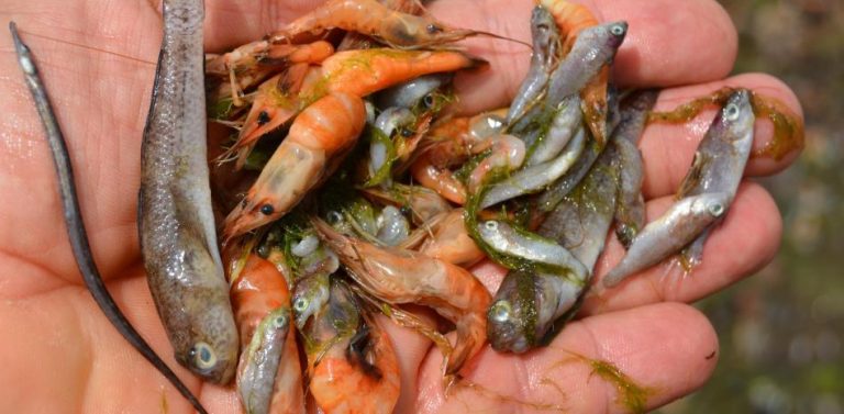 La agricultura es la causa principal de la mortandad masiva de fauna en el Mar Menor 4 La agricultura es la causa principal de la mortandad masiva de fauna en el Mar Menor