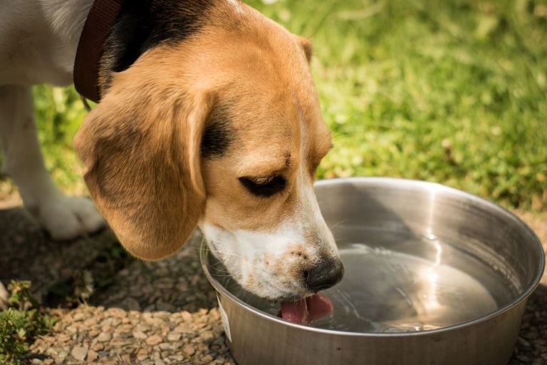 6 líquidos que su perro NO puede beber y 3 que SI 8 6 líquidos que su perro NO puede beber y 3 que SI