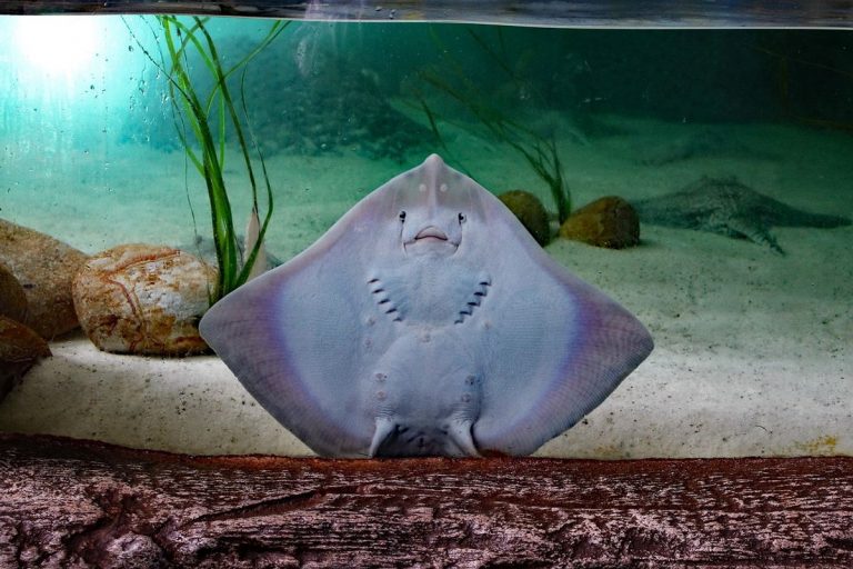 Muchos tiburones y rayas están 'casi extintos' 2 Muchos tiburones y rayas están ‘casi extintos’