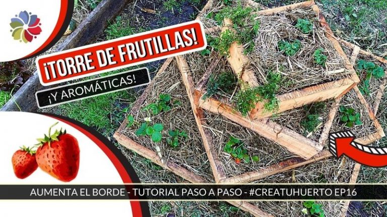 Bancal especial para cultivar fresas 5 Bancal especial para cultivar fresas