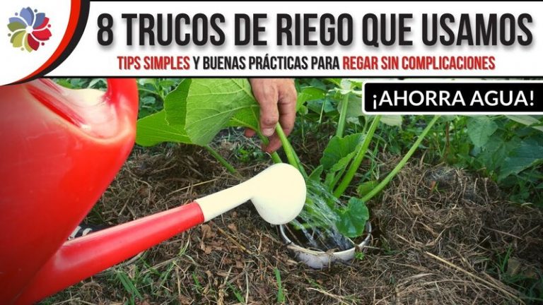 8 trucos de riego eficiente para las plantas de huerta y jardín