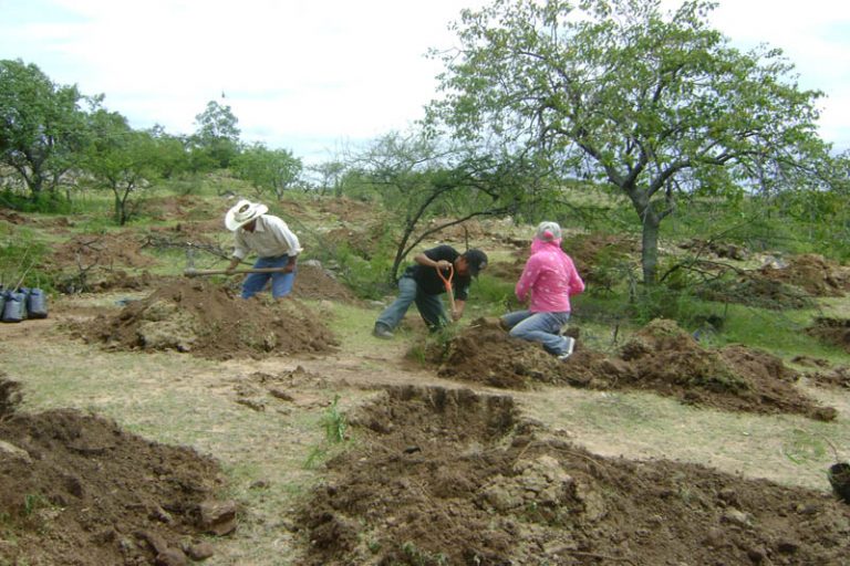Cómo plantar árboles en zonas áridas para que sobrevivan