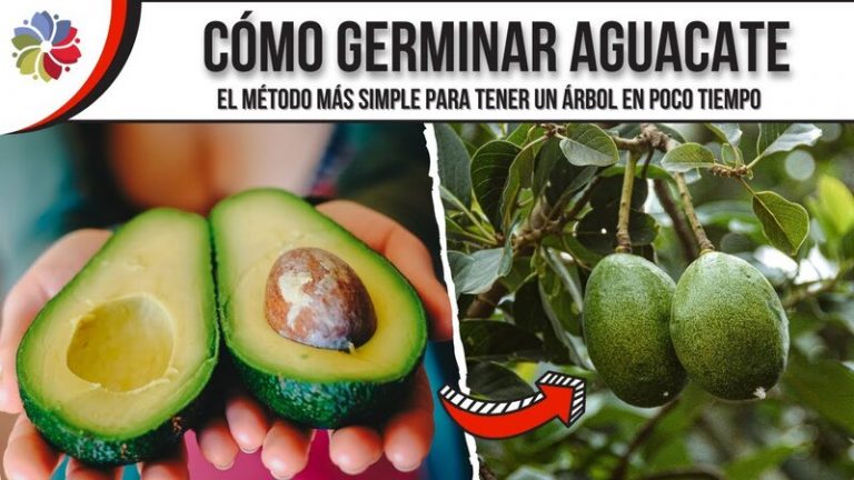 Cómo germinar un aguacate para tener un árbol sano 2 Cómo germinar un aguacate para tener un árbol sano