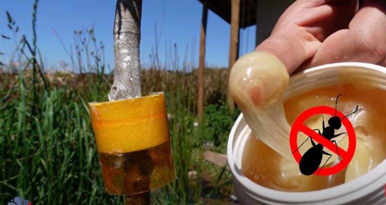 Hormigas: 24 Remedios caseros y naturales para combatirlas 2 Hormigas: 24 Remedios caseros y naturales para combatirlas