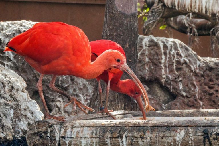 Una de cada cinco especies de aves de Europa se acerca a la extinción 1 Una de cada cinco especies de aves de Europa se acerca a la extinción