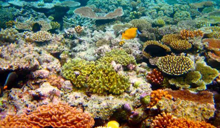 Así se enfrenta la biodiversidad marina a la lava 8 Así se enfrenta la biodiversidad marina a la lava