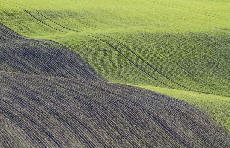Mejorar los rendimientos de los cultivos, favorecería la vida silvestre 10 Mejorar los rendimientos de los cultivos, favorecería la vida silvestre