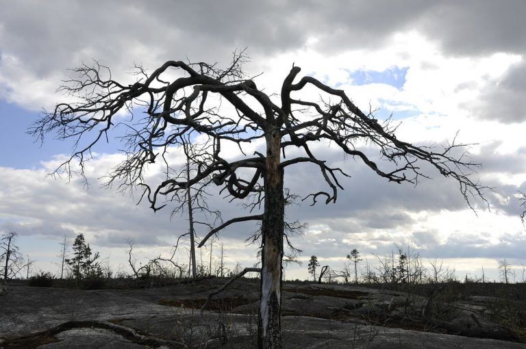 El colapso de los ecosistemas, un tema pendiente para la COP26 5 El colapso de los ecosistemas, un tema pendiente para la COP26