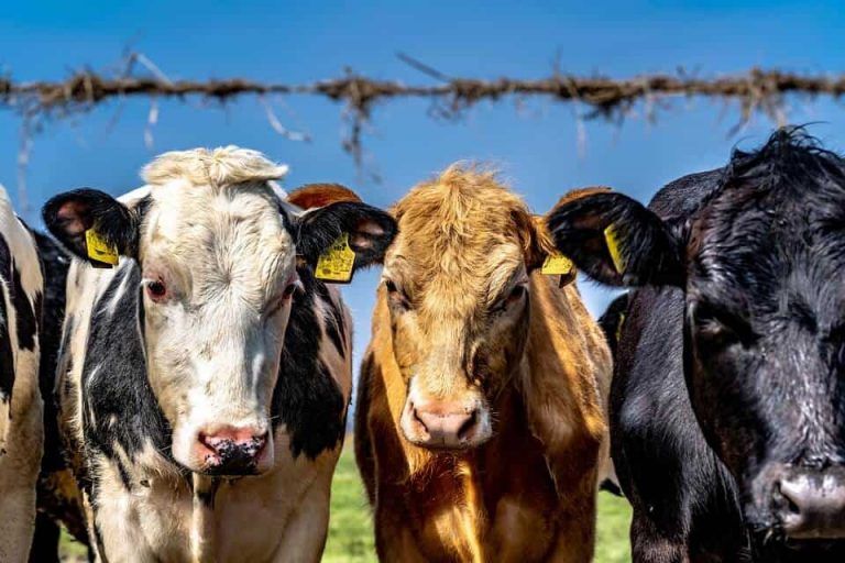 El estiércol de vaca vale más que su leche en California 4 El estiércol de vaca vale más que su leche en California