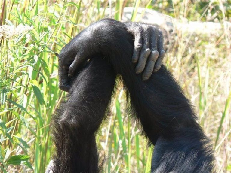 Los chimpancés también usan distintos choques de manos para saludarse 4 Los chimpancés también usan distintos choques de manos para saludarse