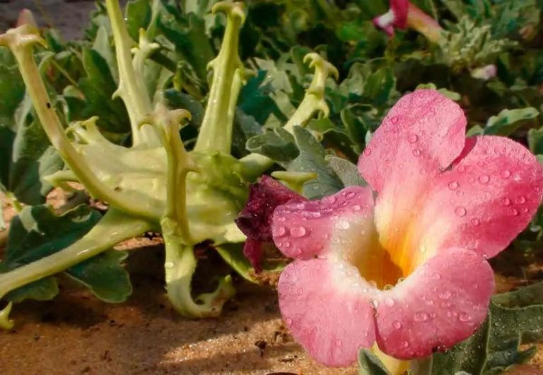 La ‘Garra del Diablo’ y sus propiedades curativas 7 La ‘Garra del Diablo’ y sus propiedades curativas