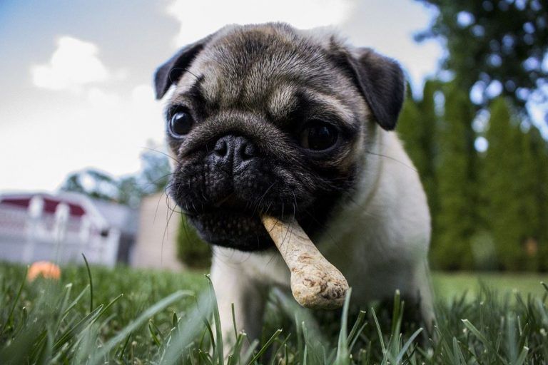 Alimentación natural y ecológica para mascotas: qué opciones existen 4 Alimentación natural y ecológica para mascotas: qué opciones existen