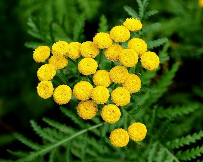 Cómo cultivar Tanaceto (palma imperial) de forma orgánica