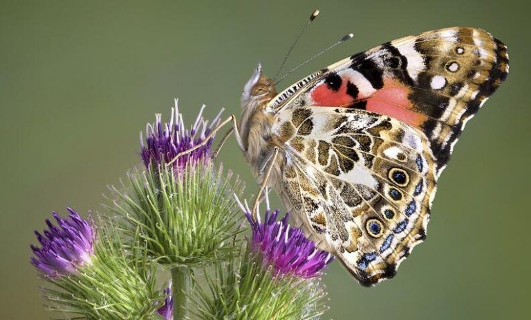 Plantas que atraen mariposas 8 Plantas que atraen mariposas