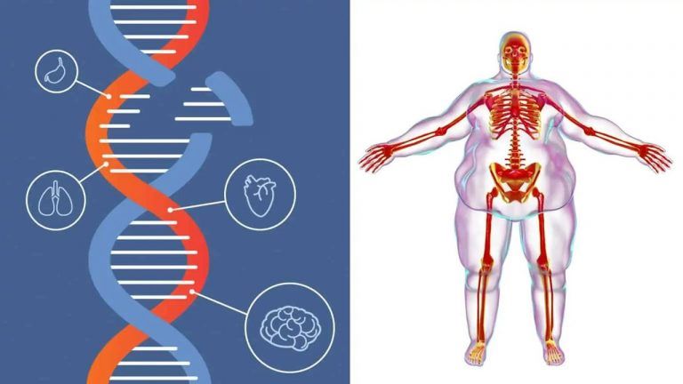 Descubren 14 genes que causan obesidad 1 Descubren 14 genes que causan obesidad