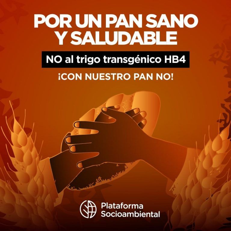 Por un pan sano y saludable: no al trigo HB4 4 Por un pan sano y saludable: no al trigo HB4