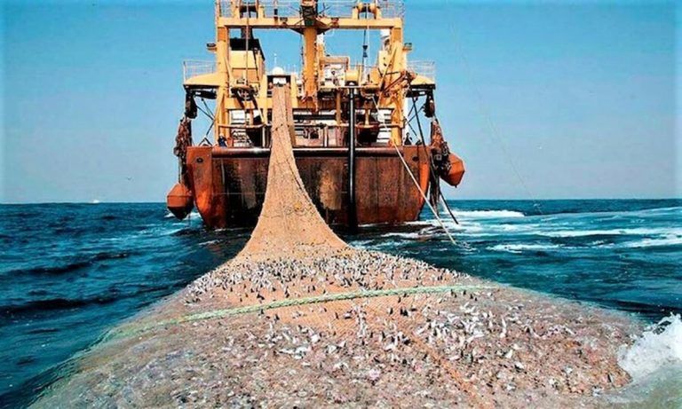 Por qué la UE debe prohibir la pesca de arrastre de fondo 4 Por qué la UE debe prohibir la pesca de arrastre de fondo
