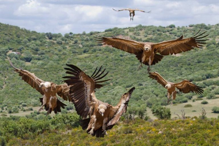 La mitad de las aves rapaces que se reproducen en el Norte de África están en peligro de extinción