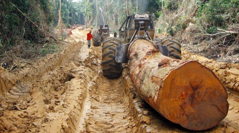Amenaza inminente para la selva tropical de la cuenca del Congo