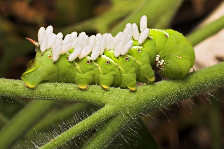 7 insectos beneficiosos para el jardín y la huerta 8 7 insectos beneficiosos para el jardín y la huerta