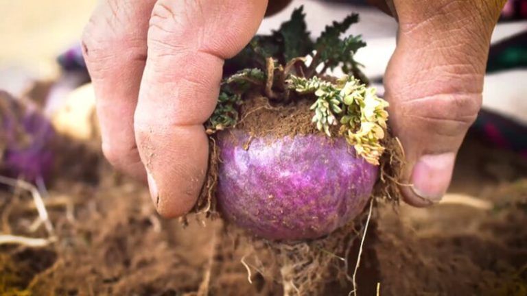 Propiedades y beneficios de la maca negra, amarilla y roja 3 Propiedades y beneficios de la maca negra, amarilla y roja
