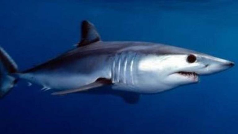 Acuerdan prohibir las capturas del marrajo, intentan salvar a la especie 5 Acuerdan prohibir las capturas del marrajo, intentan salvar a la especie