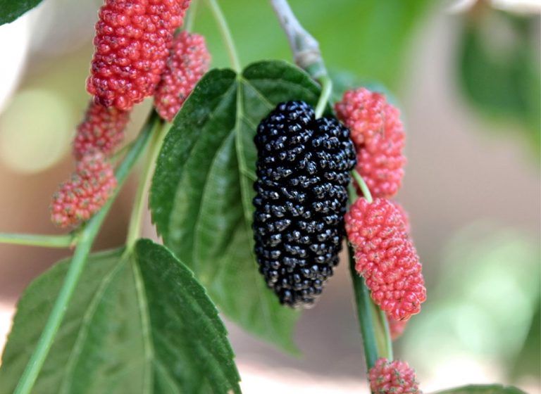 Té de moras: Alivia los síntomas de la menopausia y mucho más 9 Té de moras: Alivia los síntomas de la menopausia y mucho más
