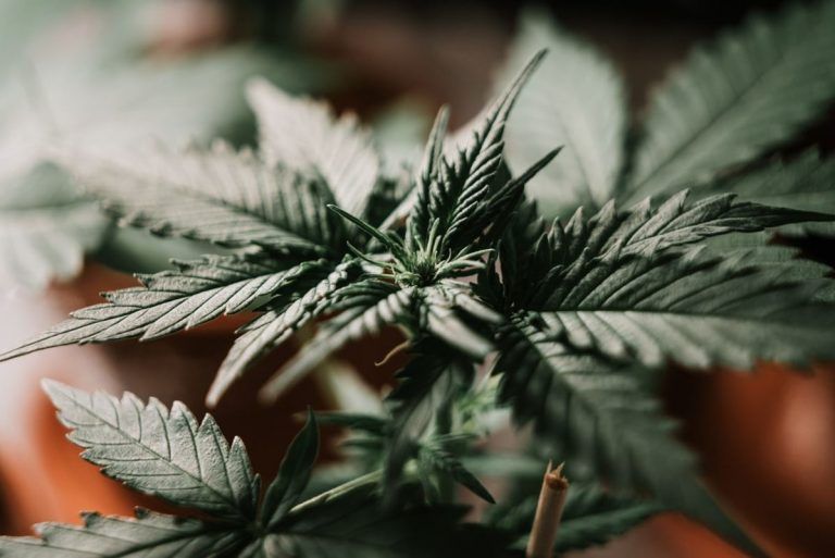 CBD: cuáles son los beneficios para la salud que ofrece esta sustancia