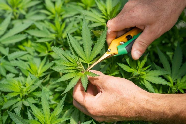 ¿Cómo distinguir entre planta de marihuana macho y hembra?