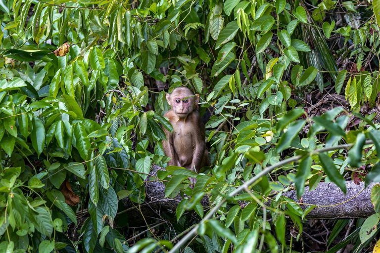 COP26: Nuevo acuerdo para proteger las selvas tropicales 6 COP26: Nuevo acuerdo para proteger las selvas tropicales