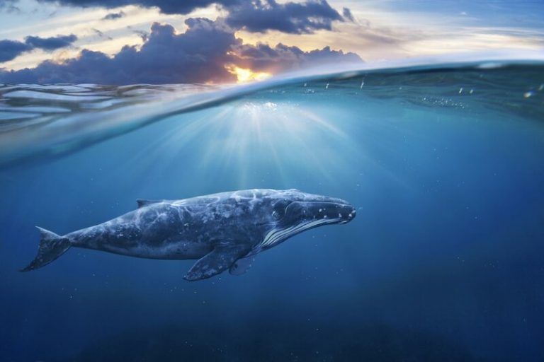 Una ballena puede consumir más de tres millones de microplásticos cada día 8 Una ballena puede consumir más de tres millones de microplásticos cada día