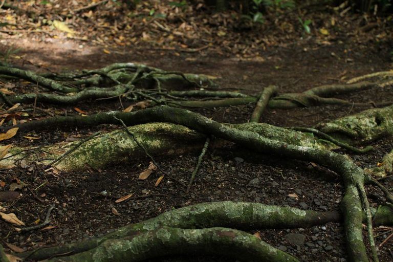 Sin humanos, los bosques tropicales pueden regenerarse en solo 20 años 3 Sin humanos, los bosques tropicales pueden regenerarse en solo 20 años