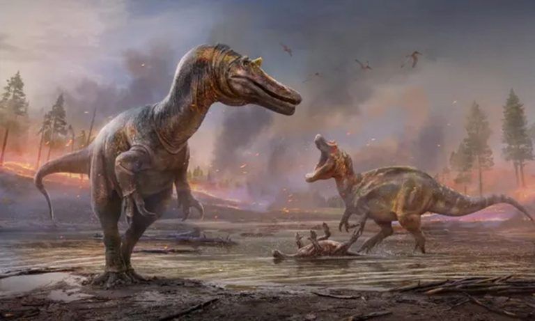 Identifican más de 500 nuevas especies históricas en 2021 6 Identifican más de 500 nuevas especies históricas en 2021