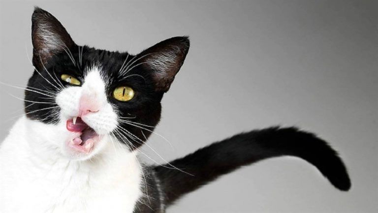 Tu gato es un psicópata? averígualo! 3 Tu gato es un psicópata? averígualo!