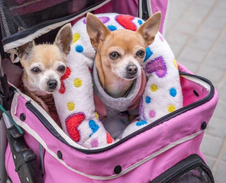 Cómo mantener a sus mascotas seguras y en paz durante las festividades 2 Cómo mantener a sus mascotas seguras y en paz durante las festividades